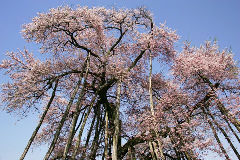 Okitama Cherry Blossom Corridor